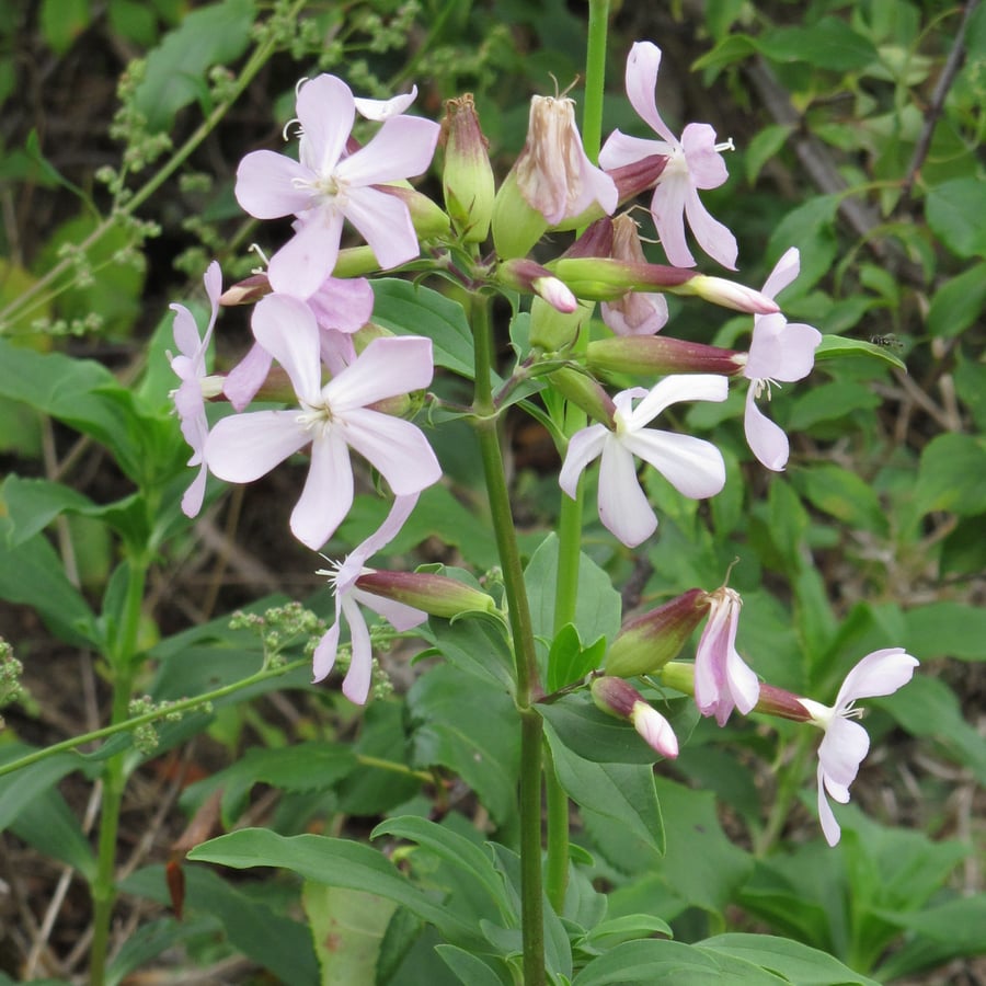 Zeepkruid (Saponaria officinalis) zaden