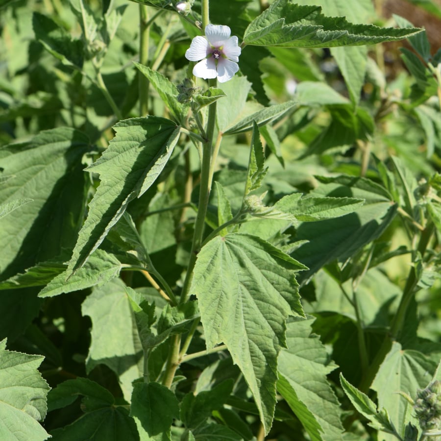 Heemst (Althaea officinalis) zaden