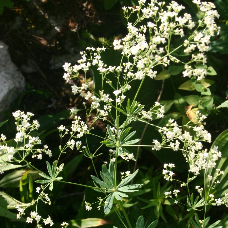 Boswalstro (Galium sylvaticum) zaden