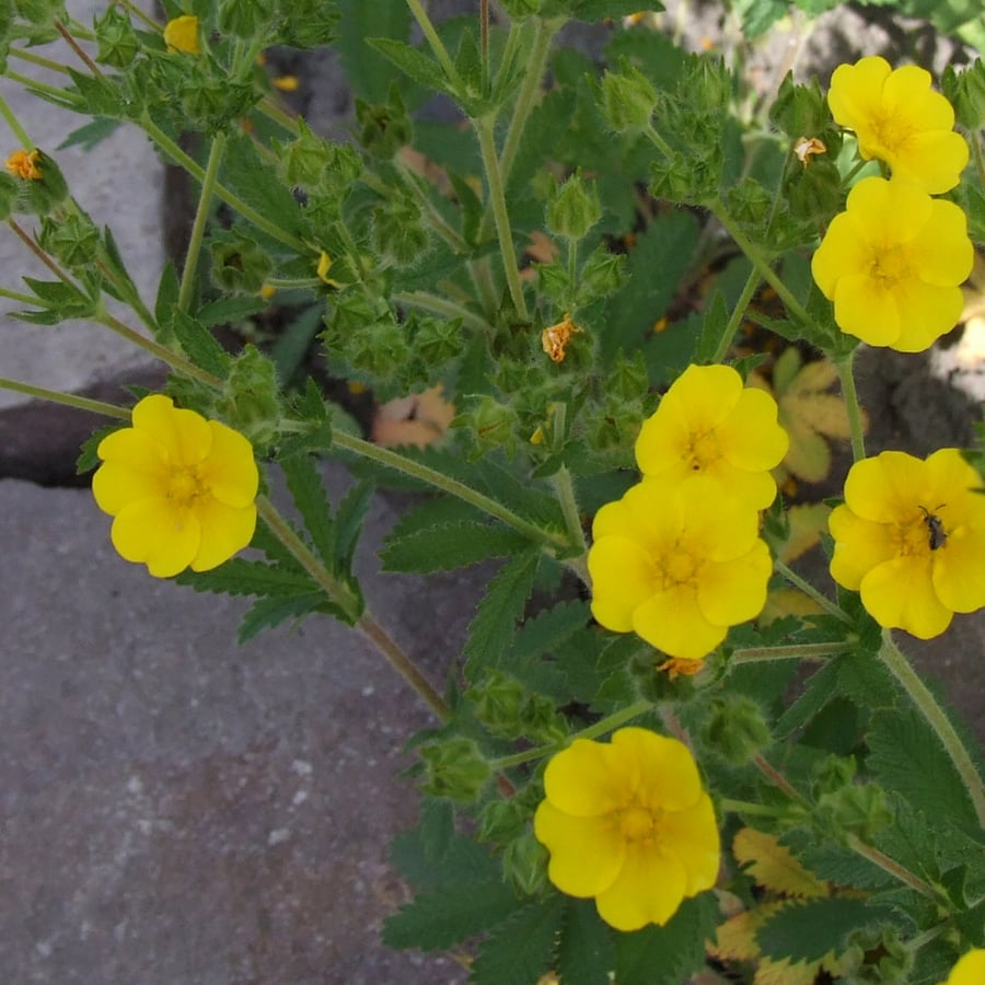 Rechte ganzerik (Potentilla recta) zaden
