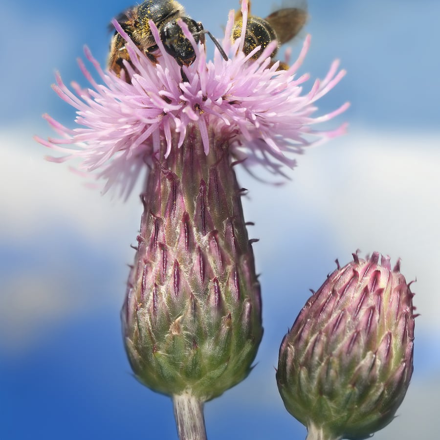 Akkerdistel (Cirsium arvense) zaden