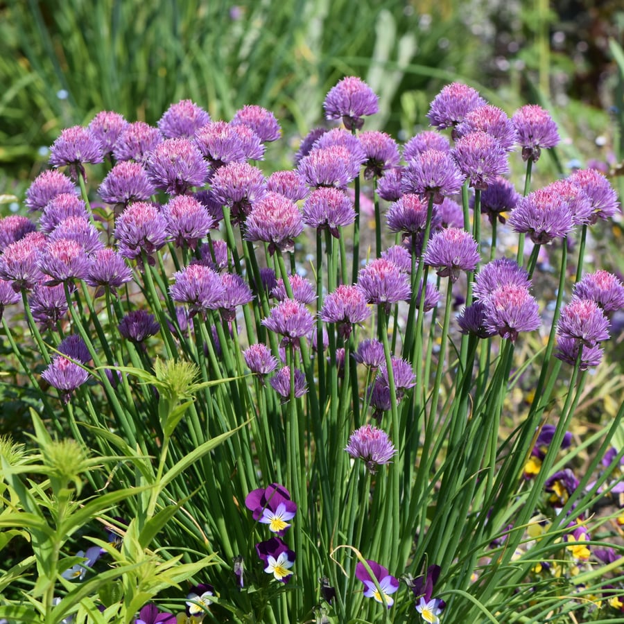 Bieslook (Allium schoenoprasum) zaden