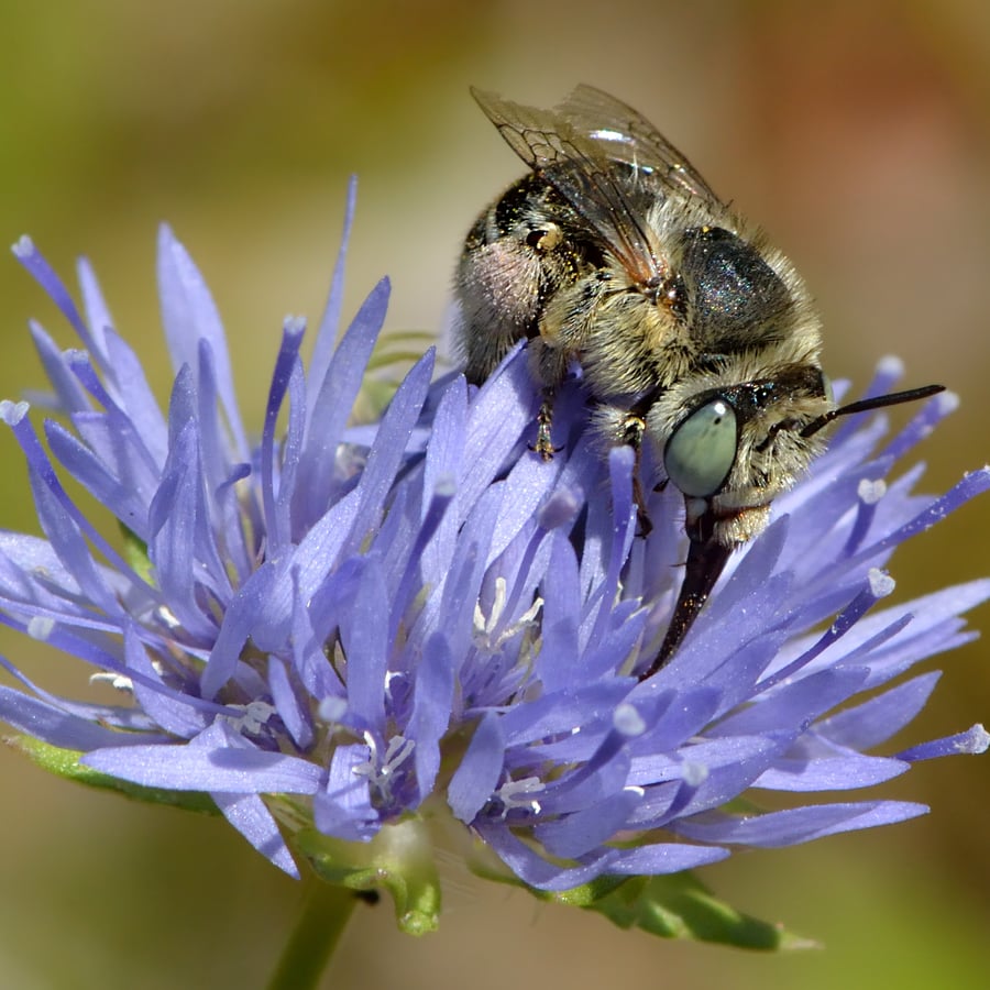 Zandblauwtje (Jasione montana) zaden