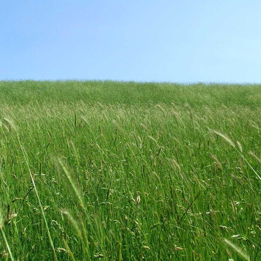 Veldgerst (Hordeum secalinum) zaden