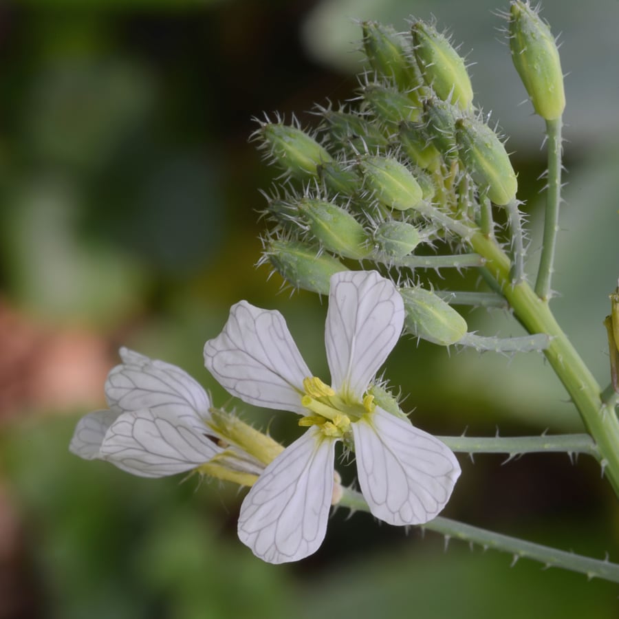 Bladrammenas (Raphanus sativus ssp. oleiferus) zaden