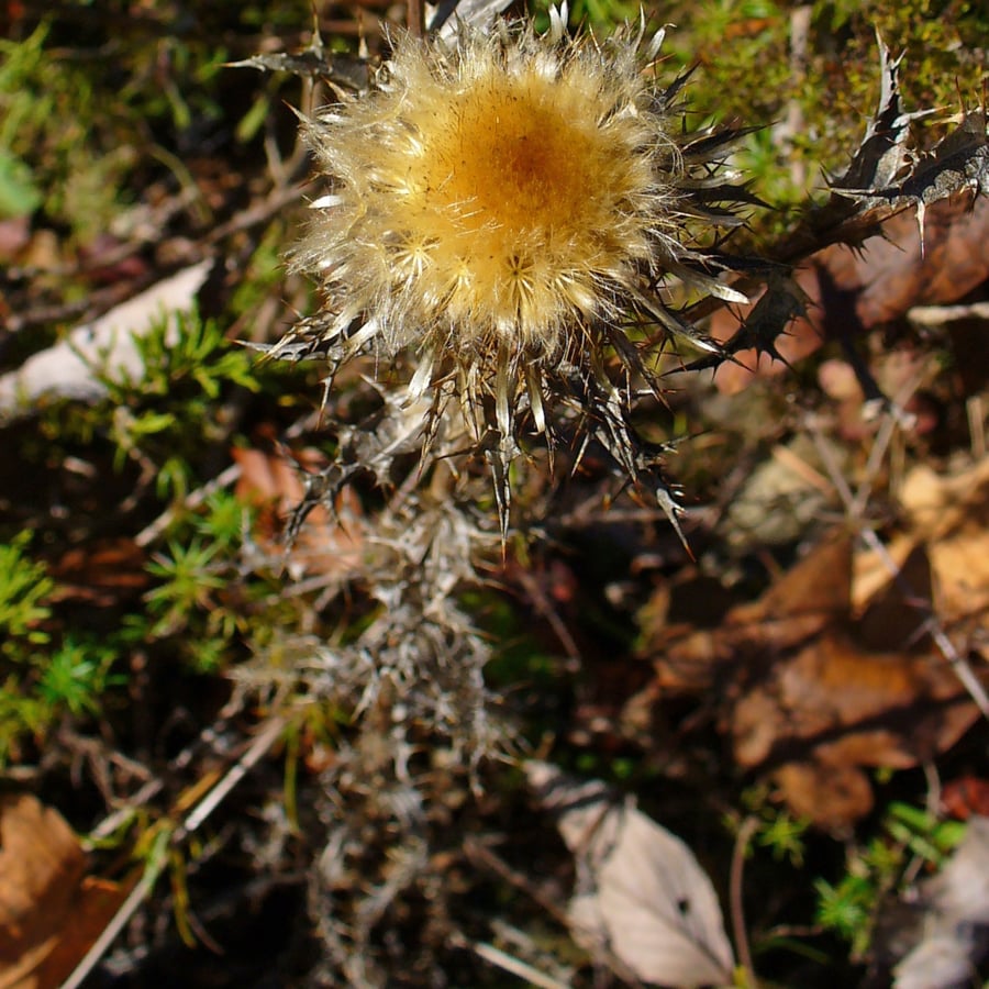 Driedistel (Carlina vulgaris) zaden