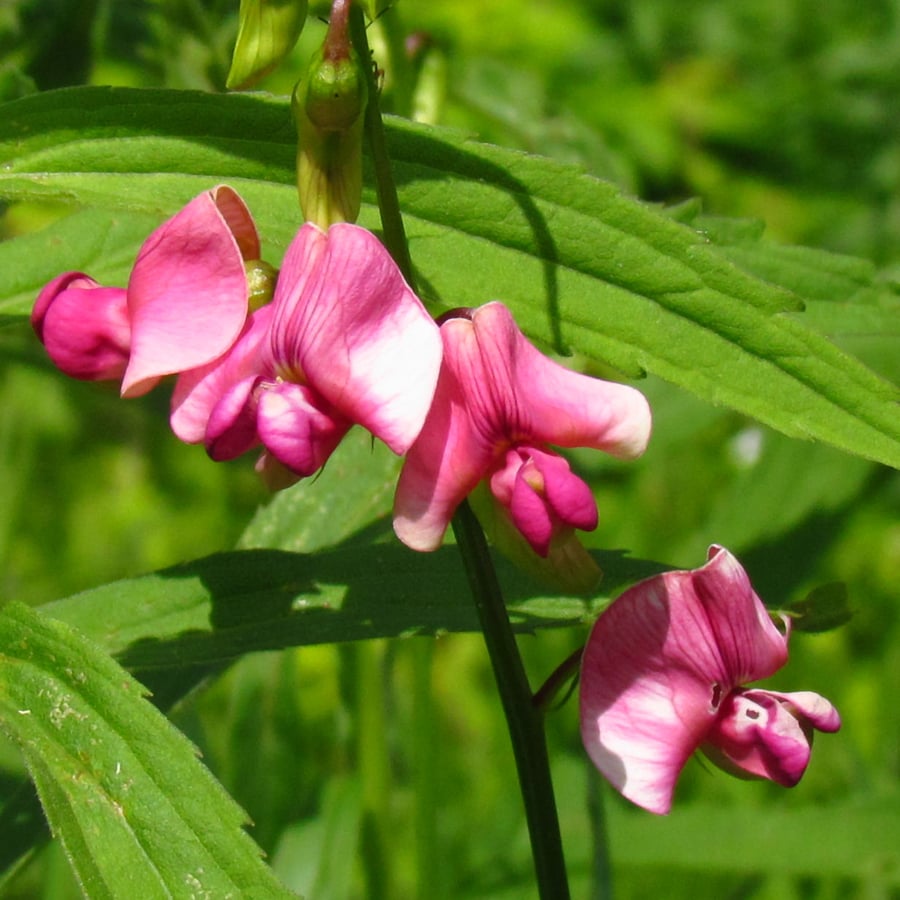 Aardaker (Lathyrus tuberosus) zaden