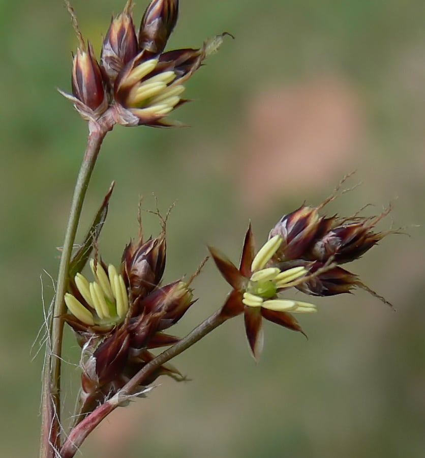 Gewone veldbies (Luzula campestris) zaden