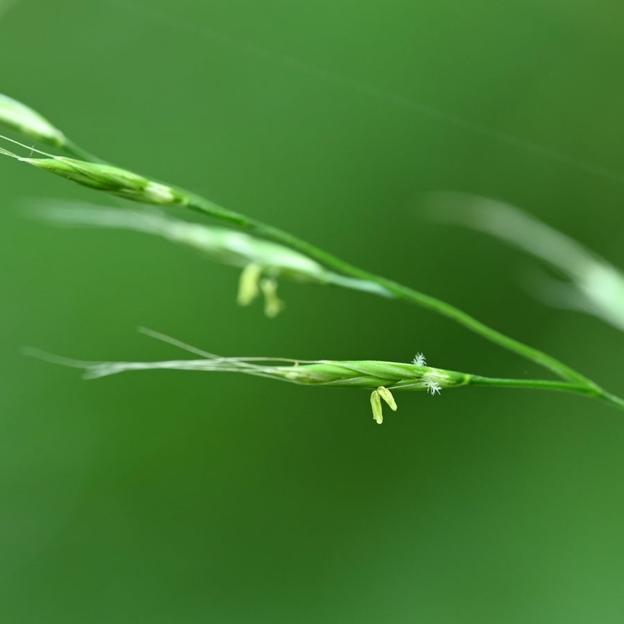 Reuzenzwenkgras (Schedonorus giganteus) zaden