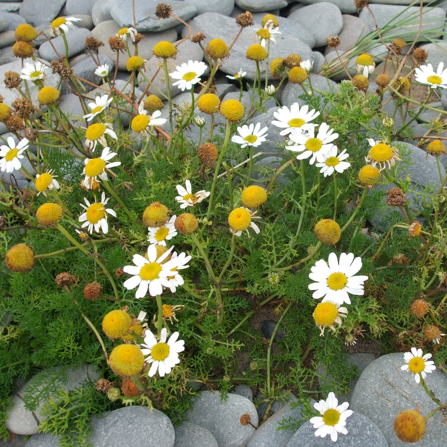 Reukeloze kamille (Tripleurospermum maritimum) zaden
