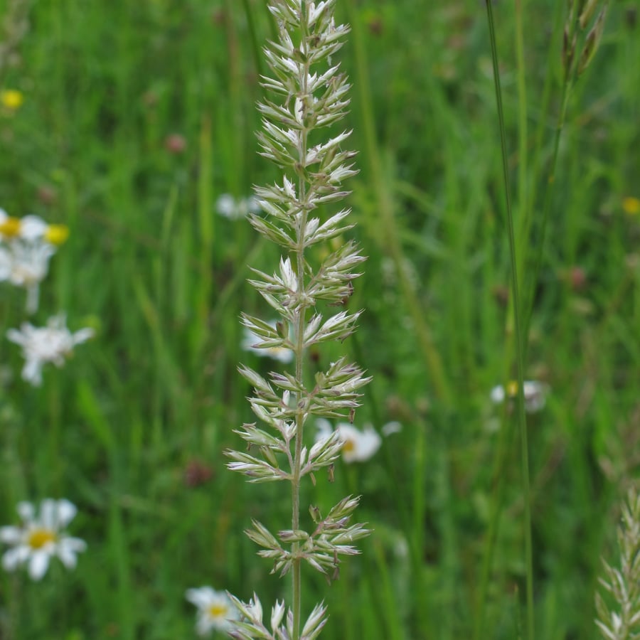 Breed fakkelgras (Koeleria pyramidata) zaden