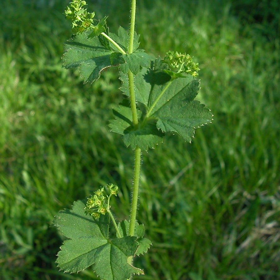 Spitslobbige vrouwenmantel (Alchemilla acutiloba) zaden