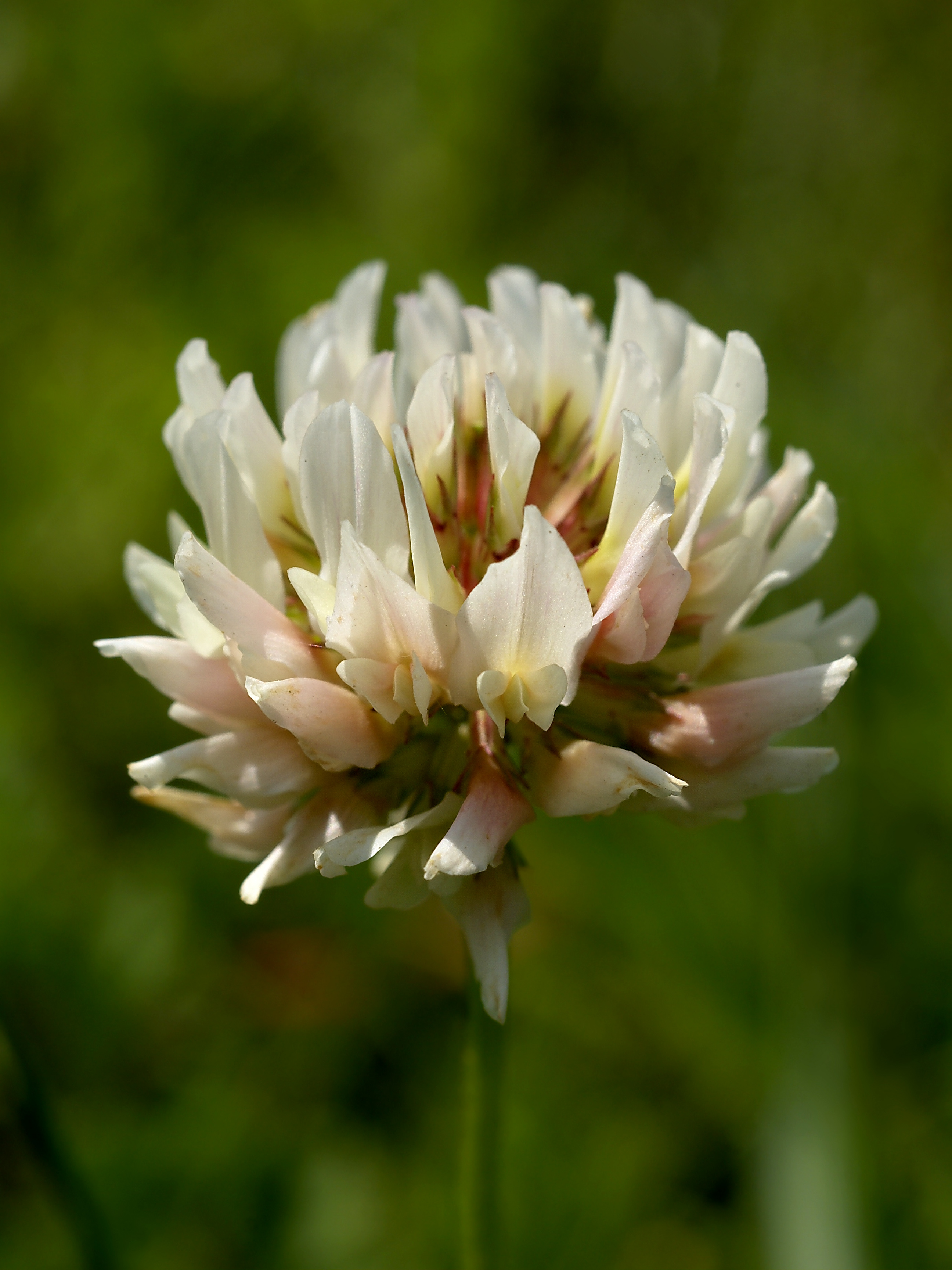 Witte klaver (Trifolium repens) zaden