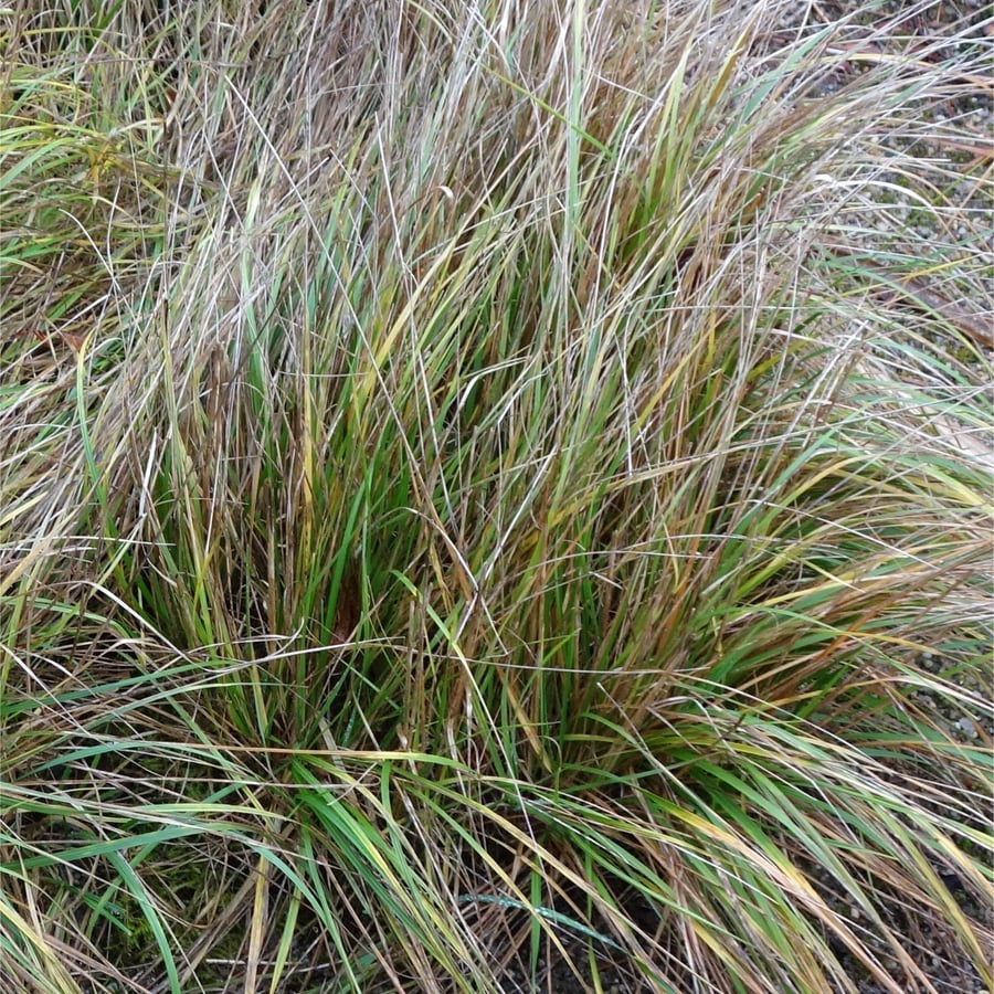 Bergdravik (Bromopsis erectus) zaden