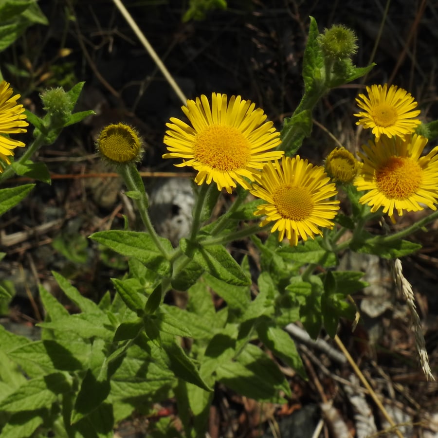 Heelblaadjes (Pulicaria dysenterica) zaden