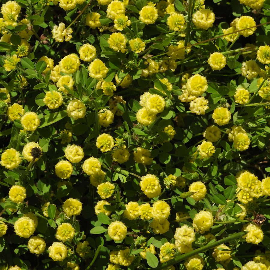 Liggende klaver (Trifolium campestre) zaden