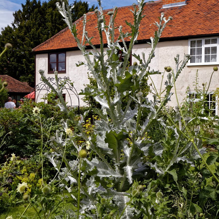 Wegdistel (Onopordum acanthium) zaden