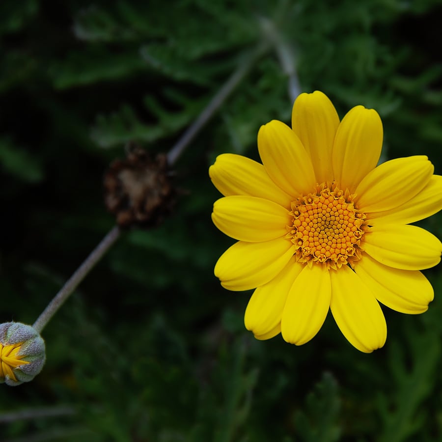 Gele kamille (Anthemis tinctoria) zaden