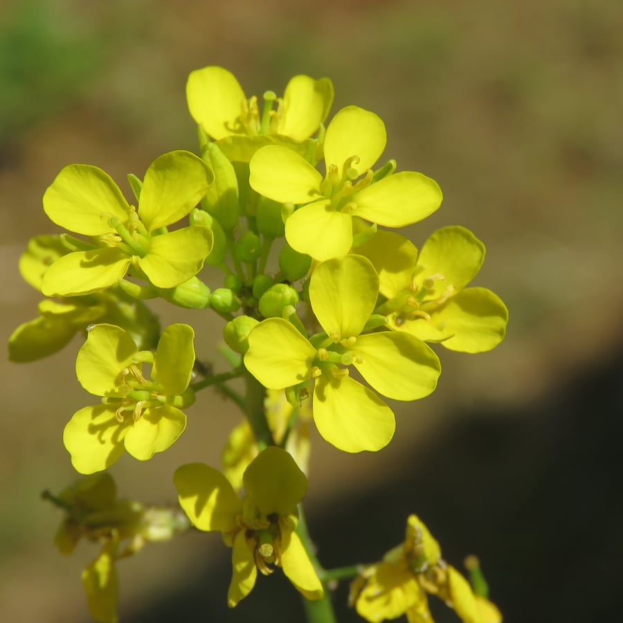Zwarte mosterd (Brassica nigra) zaden