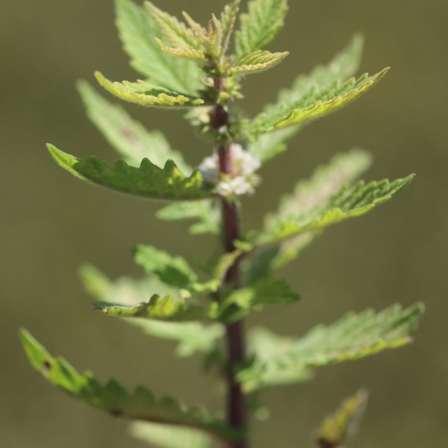 Wolfspoot (Lycopus europaeus) zaden