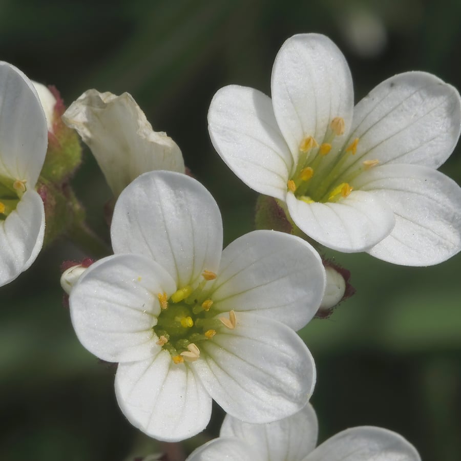 Knolsteenbreek (Saxifraga granulata) zaden