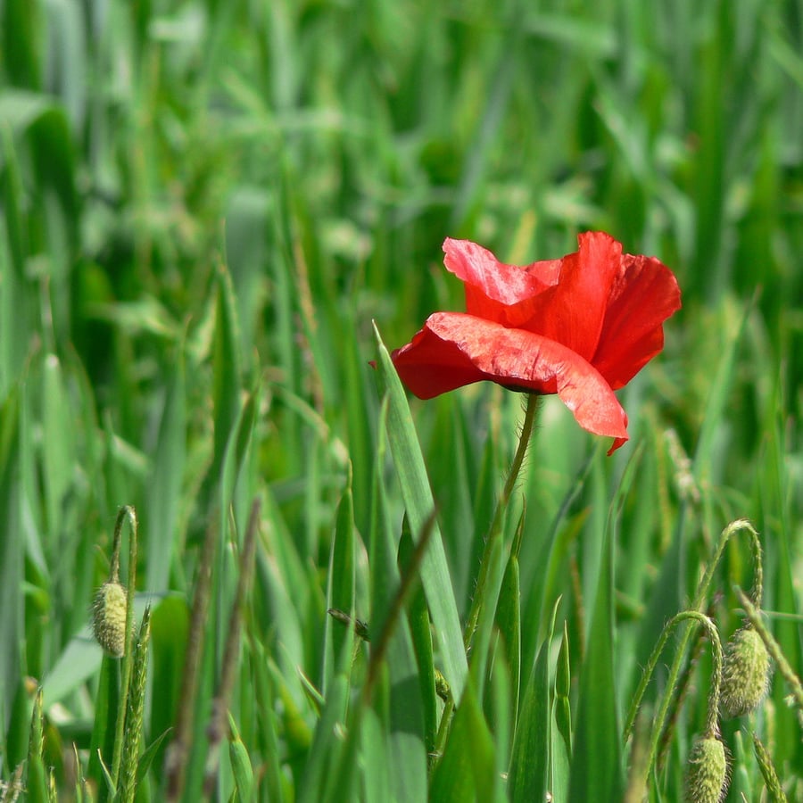 Grote klaproos (Papaver rhoeas) zaden