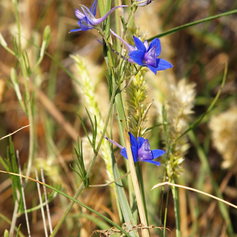 Wilde ridderspoor (Consolida regalis) zaden