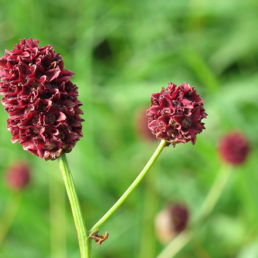 Grote pimpernel (Sanguisorba officinalis) zaden
