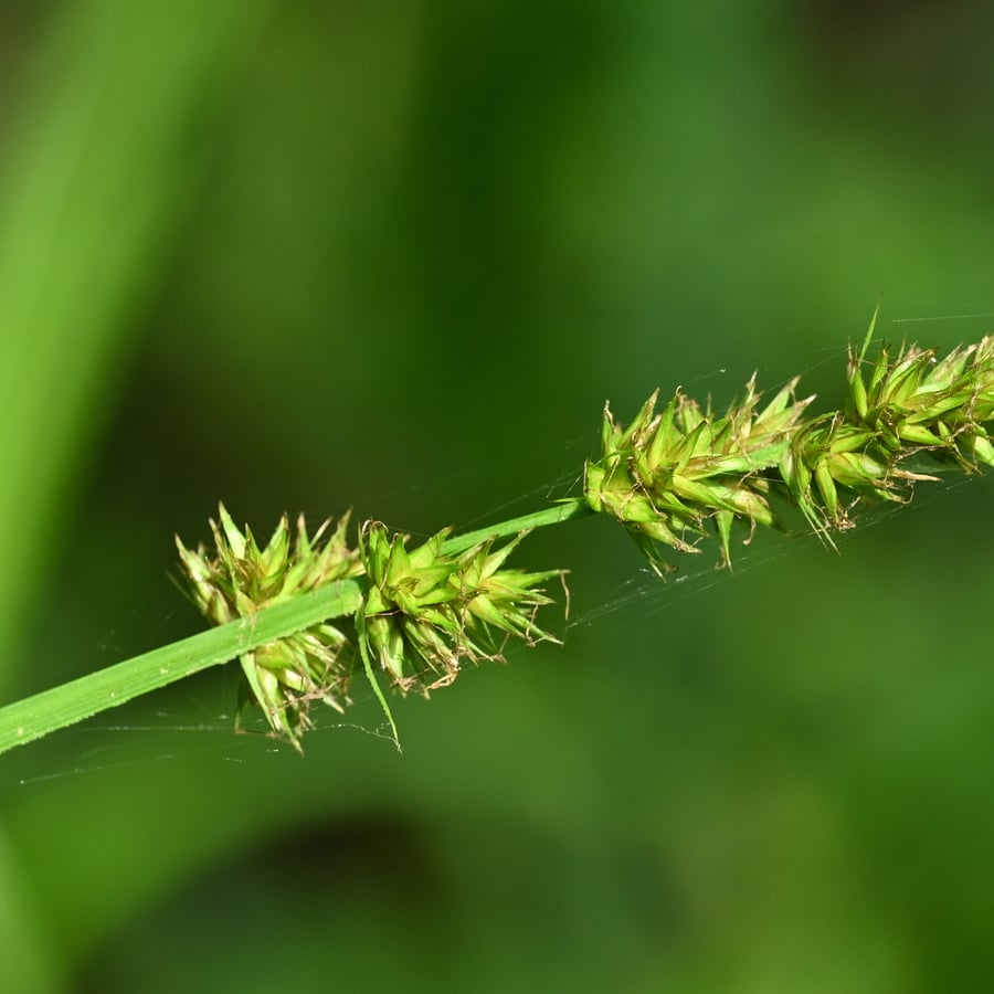 Voszegge (Carex vulpina) zaden