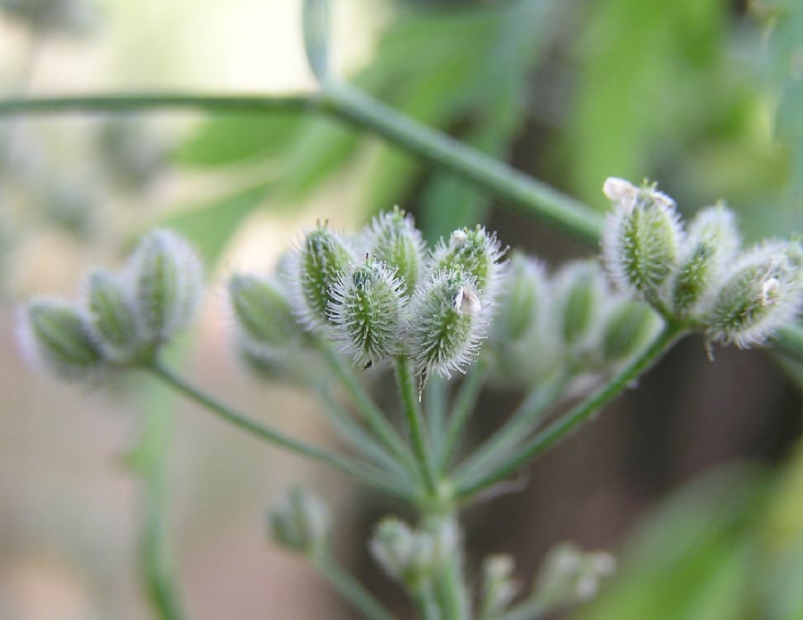 Akkerdoornzaad (Torilis arvensis) zaden