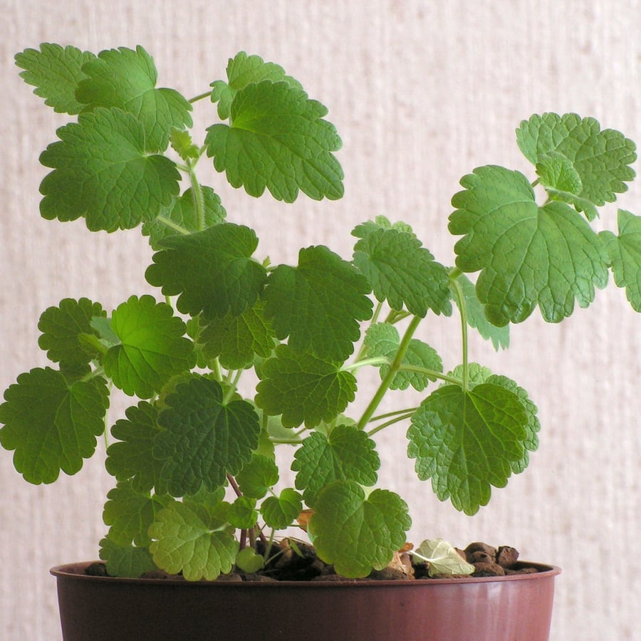 Hartgespan (Leonurus cardiaca) zaden