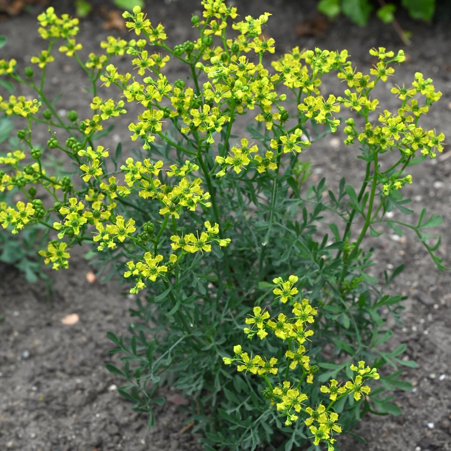 Wijnruit (Ruta graveolens) zaden