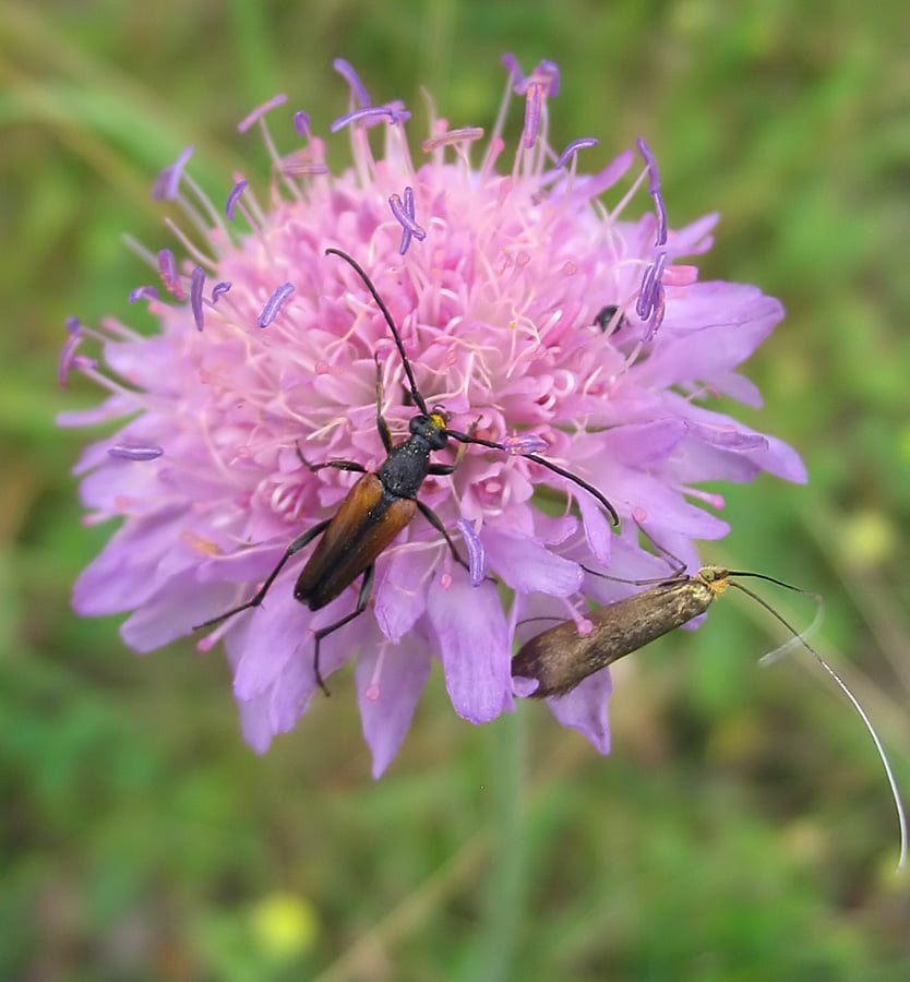 Beemdkroon (Knautia arvensis) zaden