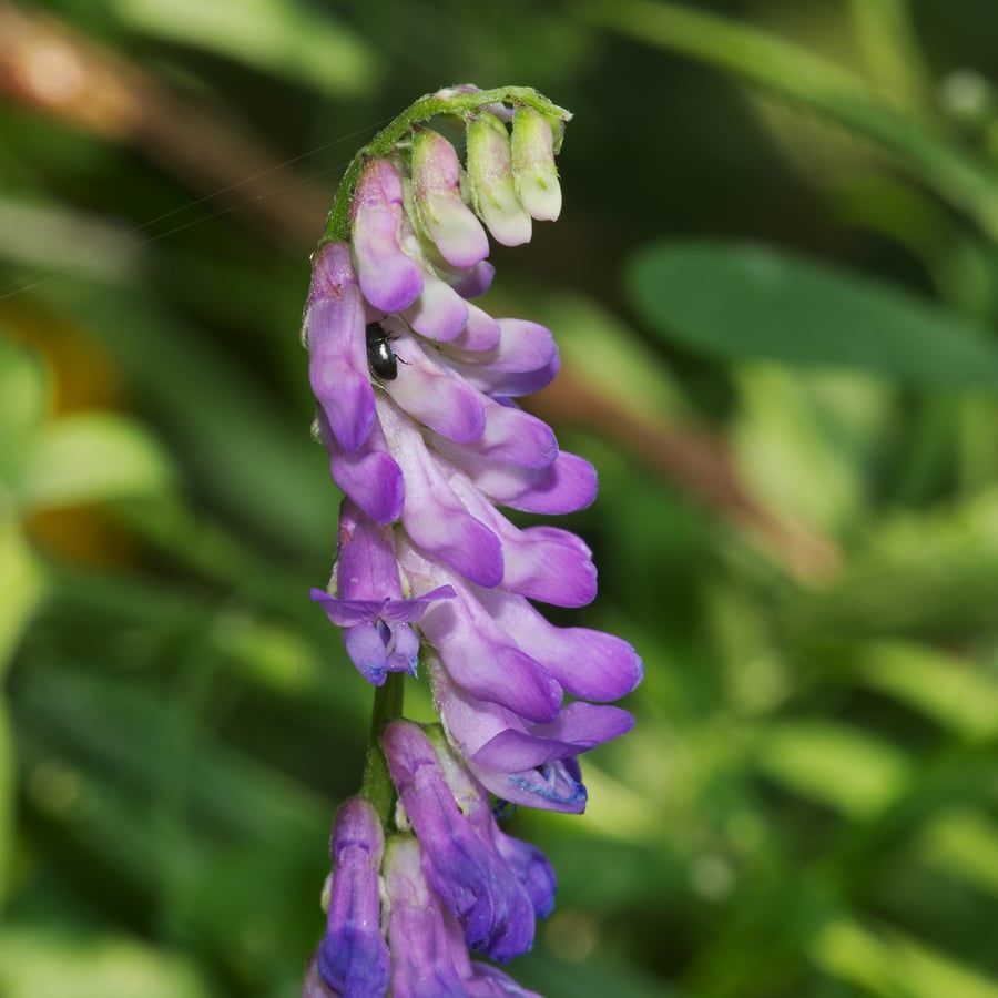 Vogelwikke (Vicia cracca) zaden