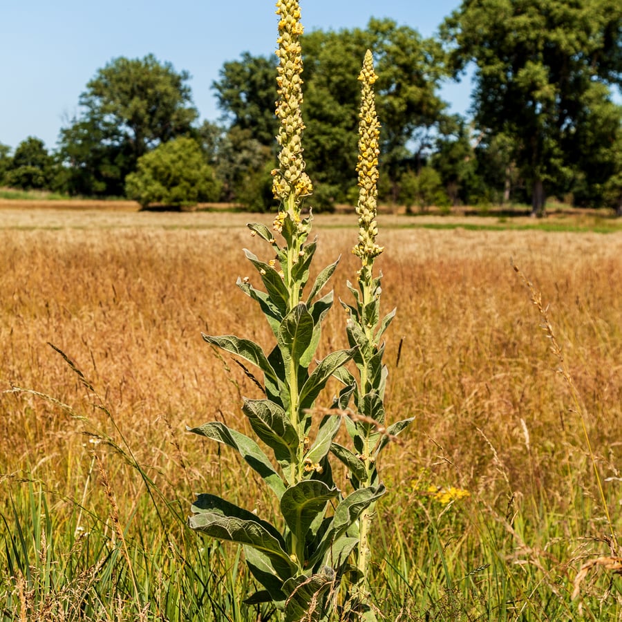 Koningskaars (Verbascum thapsus) zaden