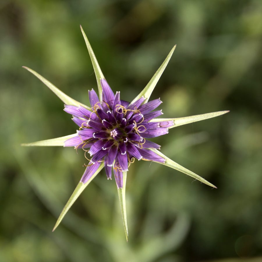 Paarse morgenster (Tragopogon porrifolius) zaden