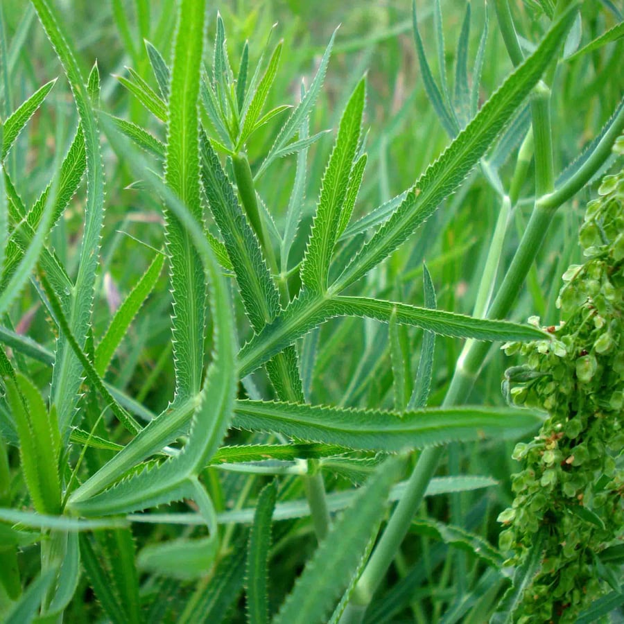 Sikkelkruid (Falcaria vulgaris) zaden