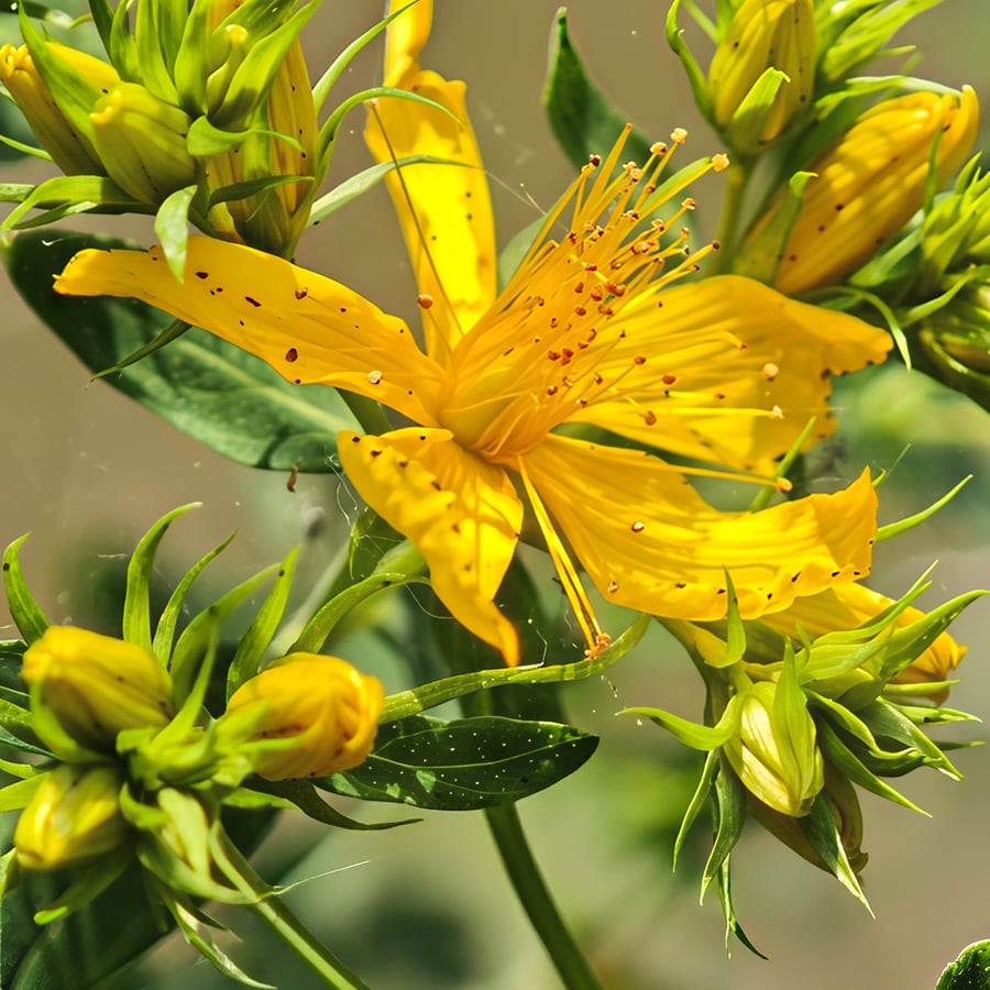 Sint-janskruid (Hypericum perforatum) zaden