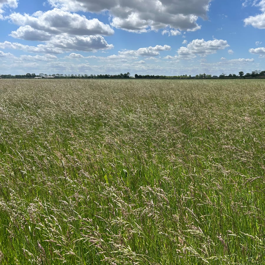 Rietzwenkgras (Schedonorus arundinaceus) zaden