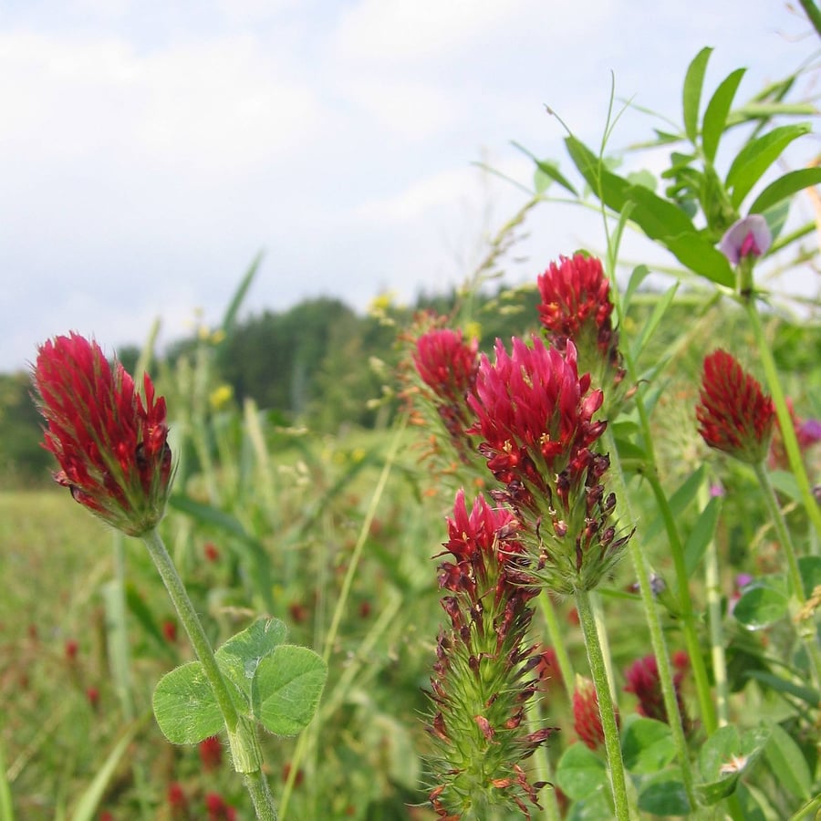 Incarnaatsklaver (Trifolium incarnatum) zaden