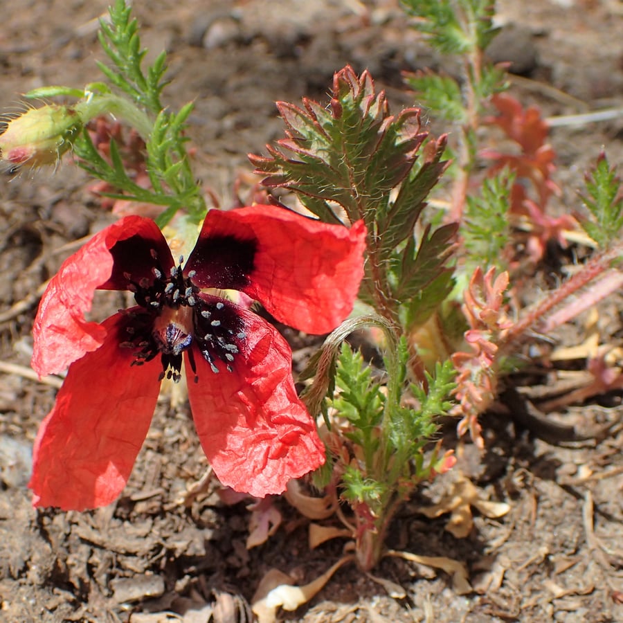 Ruige klaproos (Papaver argemone) zaden