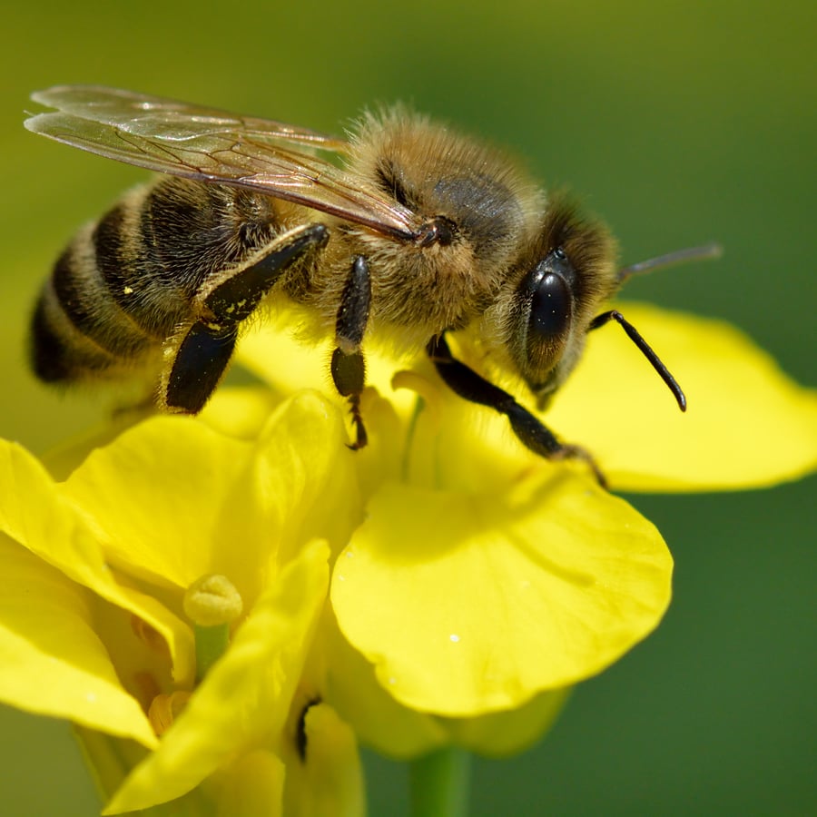 Koolzaad (Brassica napus) zaden