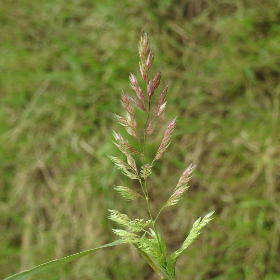 Rietgras (Phalaris arundinacea) zaden