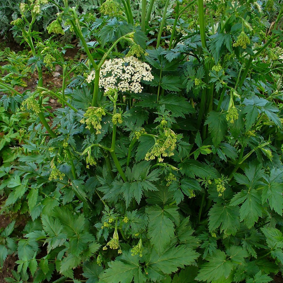 Grote bevernel (Pimpinella major) zaden
