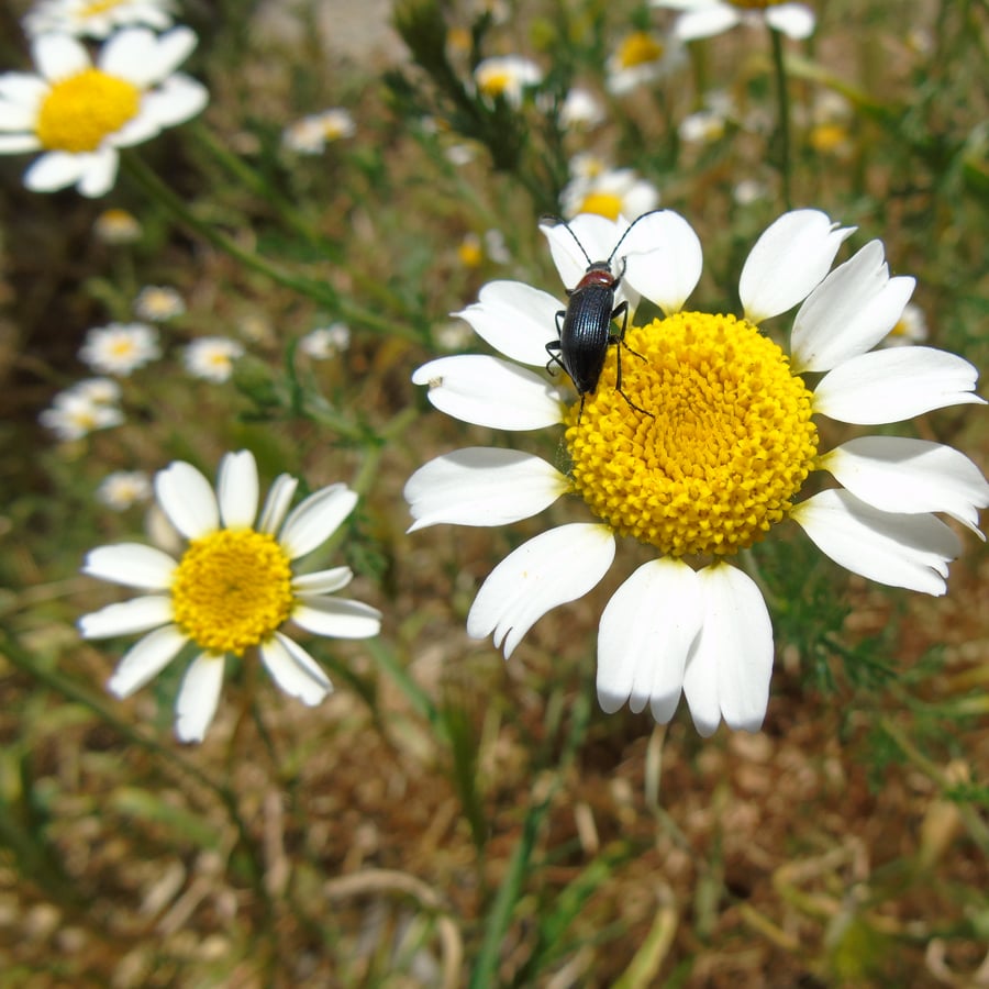 Valse kamille (Anthemis arvensis) zaden