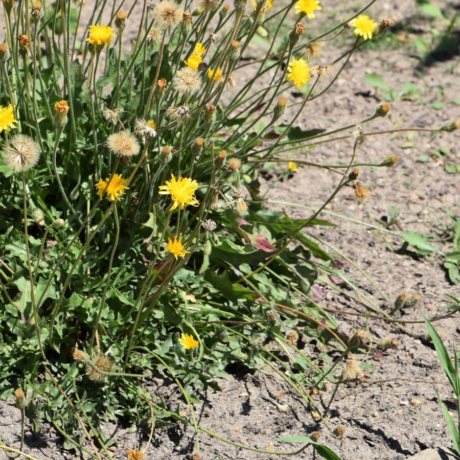Ruige leeuwentand (Leontodon hispidus) zaden