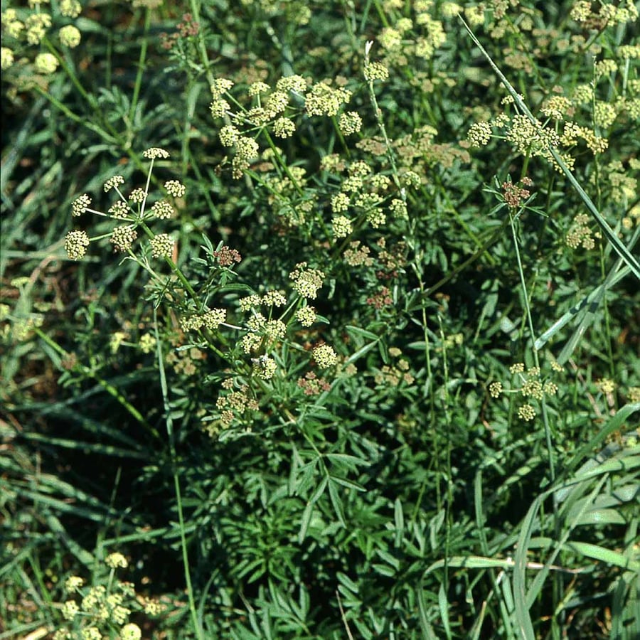 Weidekervel (Silaum silaus) zaden