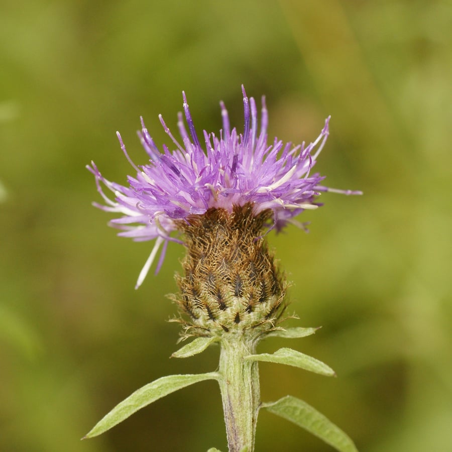Zwart knoopkruid (Centaurea nigra) zaden