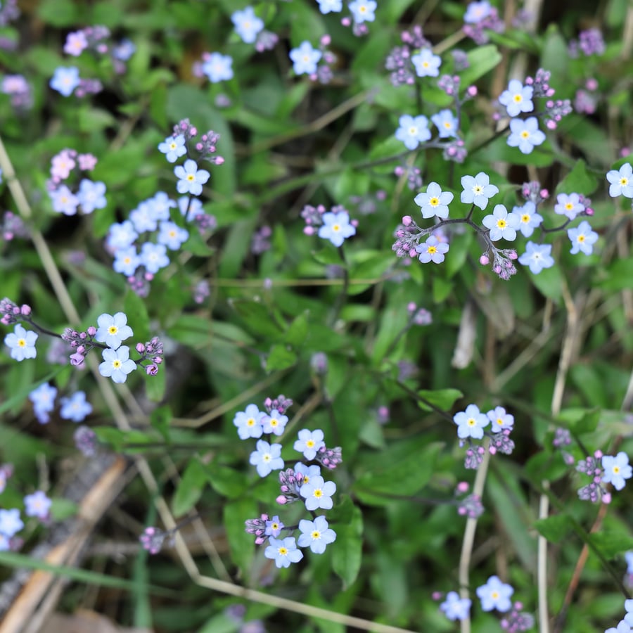 Bosvergeet-mij-nietje (Myosotis sylvatica) zaden