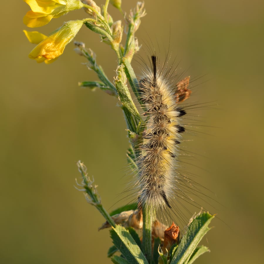 Sikkelklaver (Medicago falcata) zaden